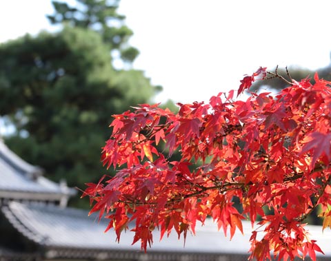 京都御苑