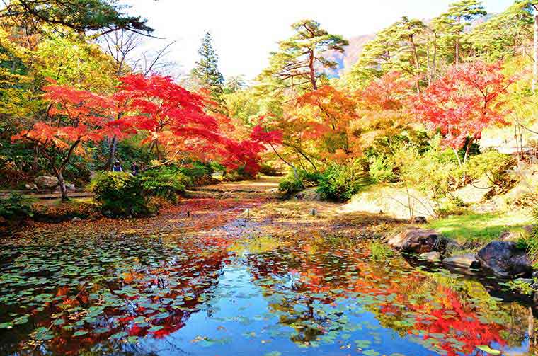 弥彦公園もみじ谷