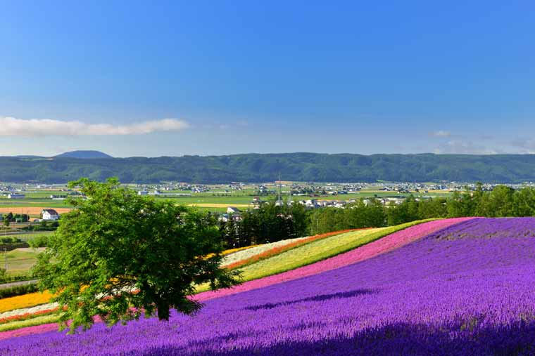 ファーム富田