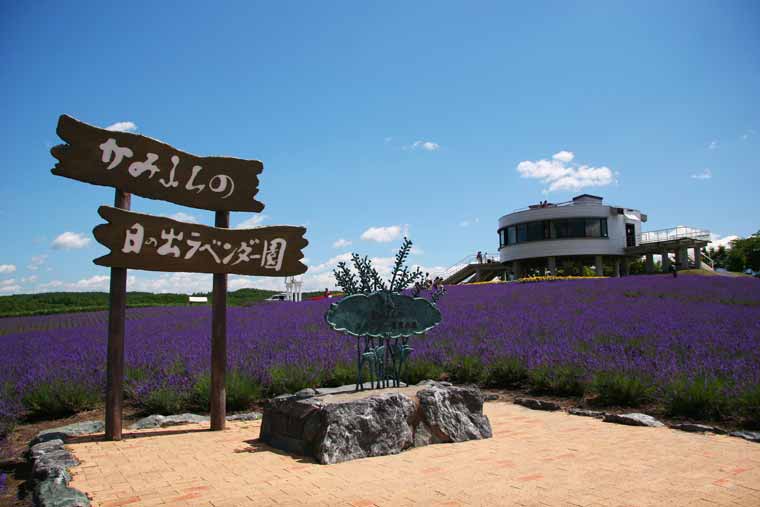 日の出公園 ラベンダー園
