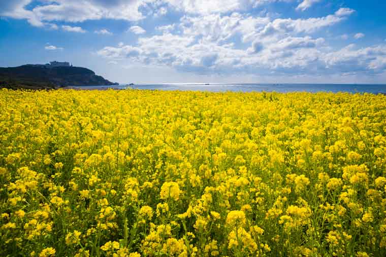 渥美半島・伊良湖岬の菜の花