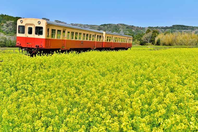小湊鉄道・いすみ鉄道の菜の花