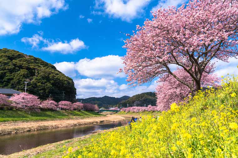 南伊豆町の菜の花