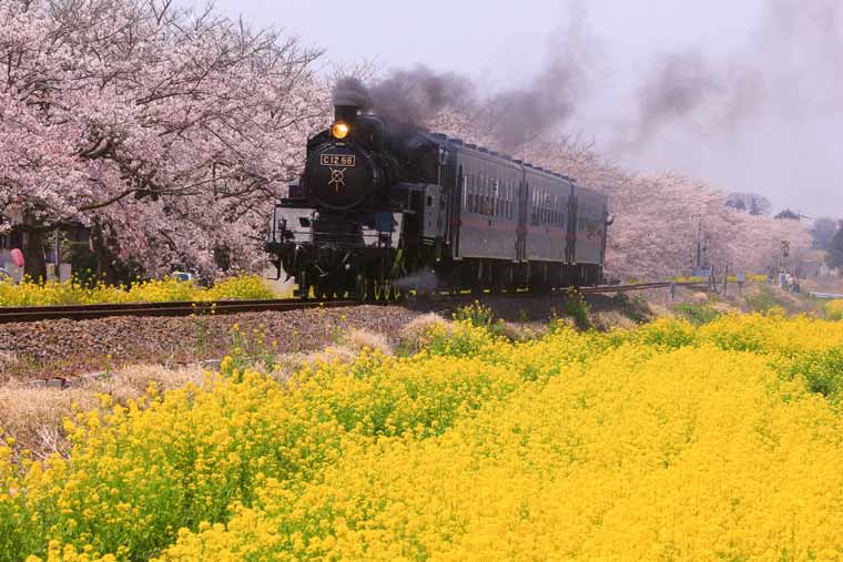 SL・桜・菜の花街道
