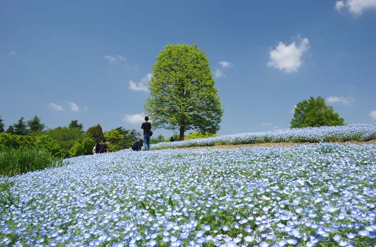 国営昭和記念公園