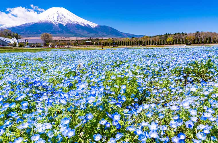 山中湖花の都公園