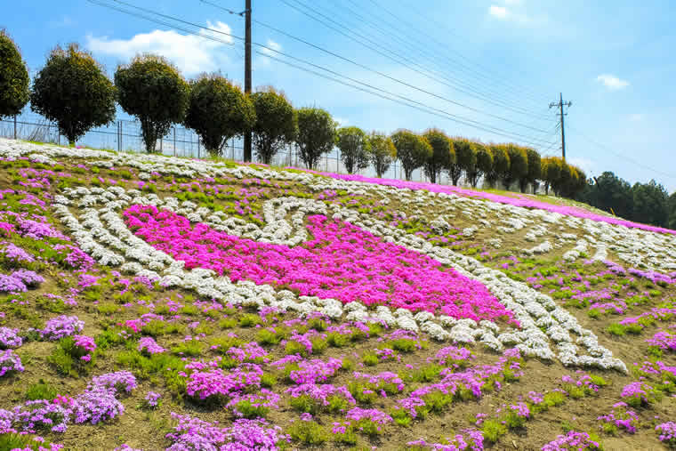 みさと芝桜公園