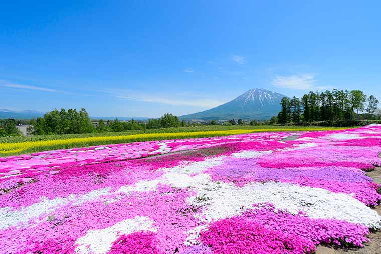 三島さん家の芝桜