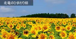 北竜のひまわり畑