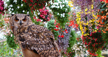 富士花鳥園