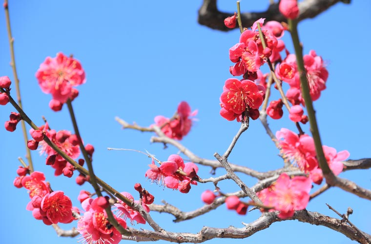 信州伊那梅苑