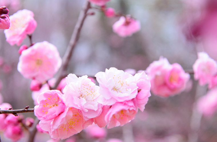 平岡公園