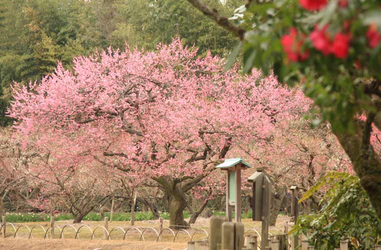 岡山後楽園