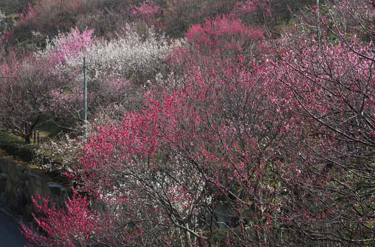 冠山総合公園