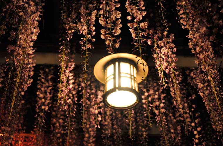 大中臣神社 ～将軍藤～