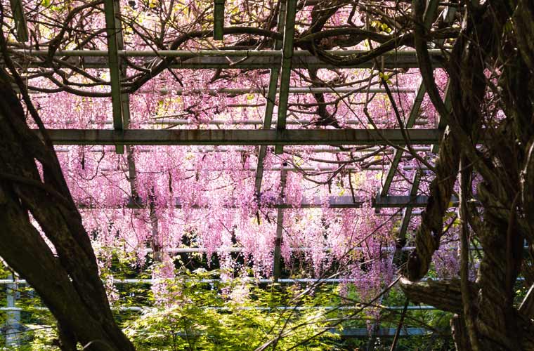 阿智神社