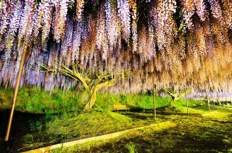 白毫寺（びゃくこうじ）