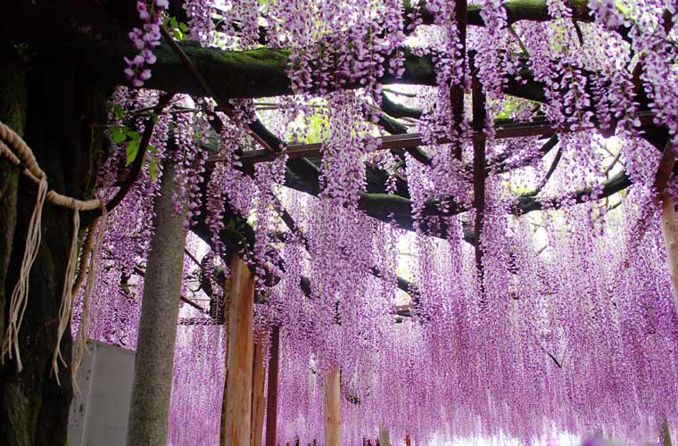 大歳神社 ～千年藤～