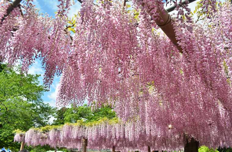 曼陀羅寺公園