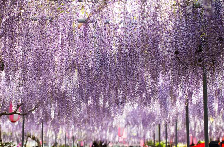 広藤園（こうとうえん）