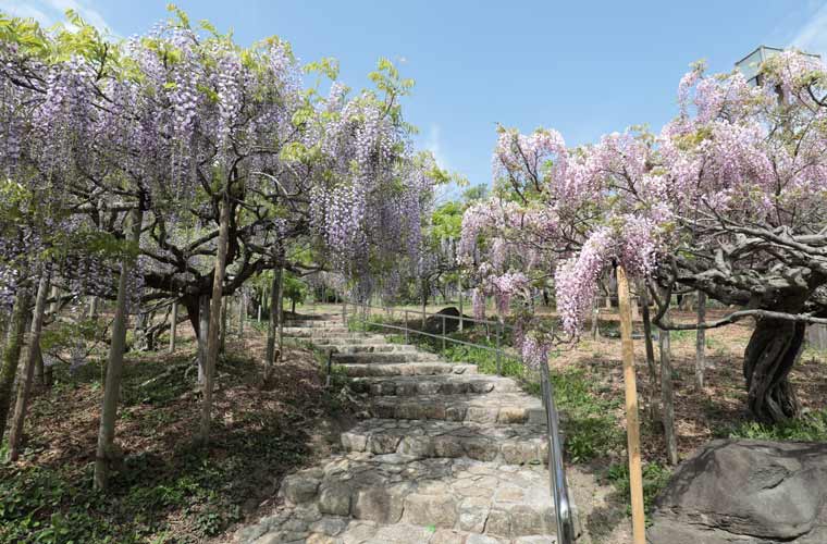 横須賀しょうぶ園