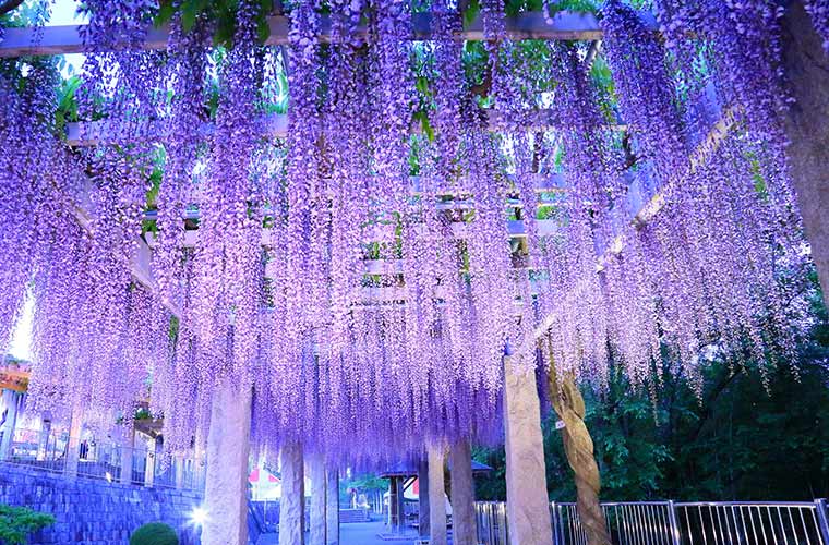 ふじの咲く丘・ふじふれあい館