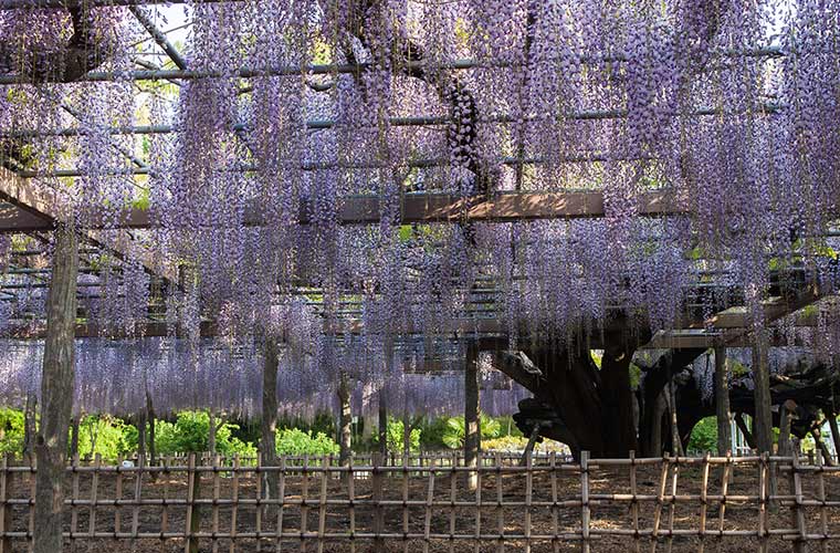 玉敷公園（たましきこうえん）