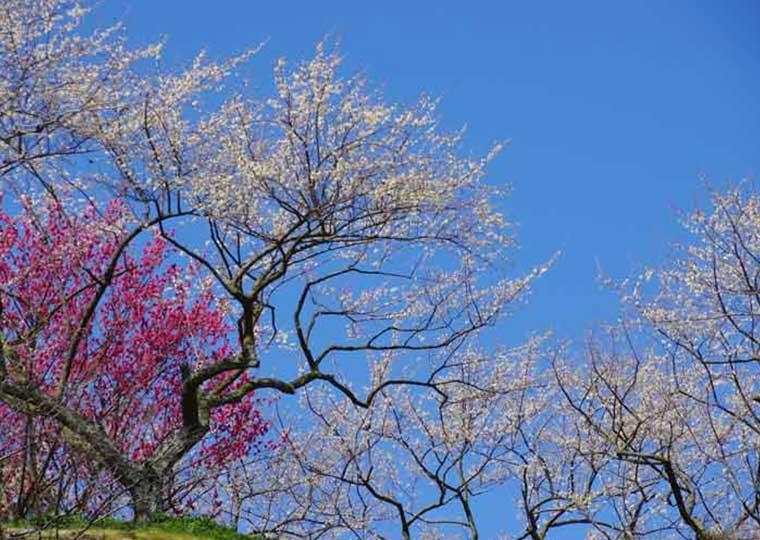 金熊寺梅林