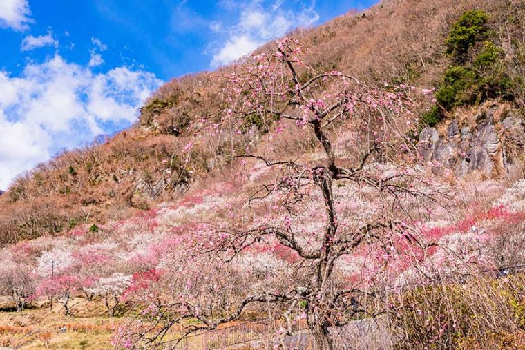 幕山公園の湯河原梅林