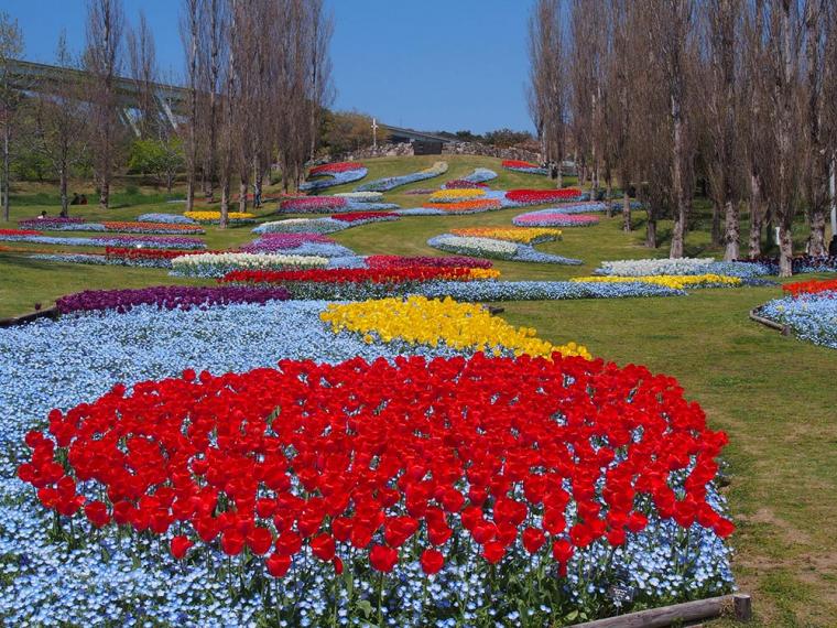 国営明石海峡公園 チューリップ