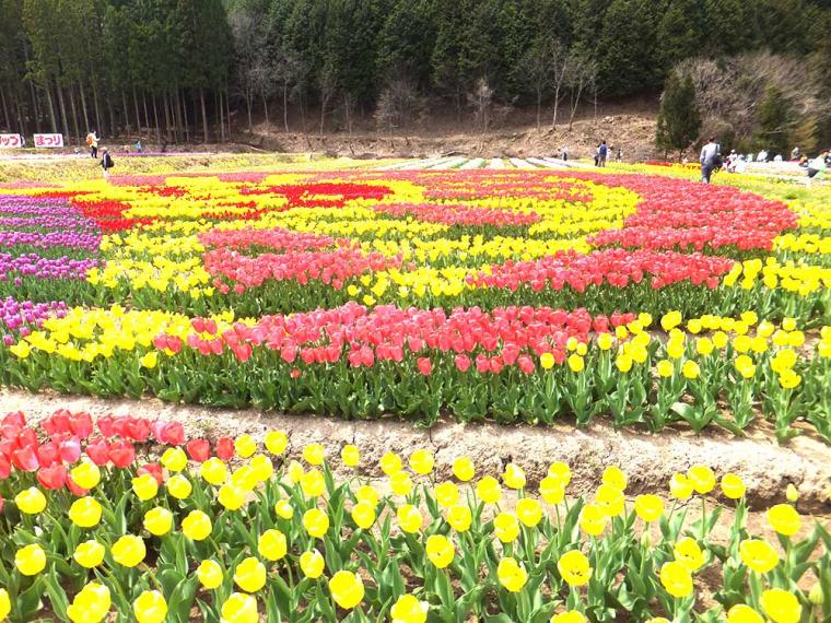 たんとう花公園 チューリップ