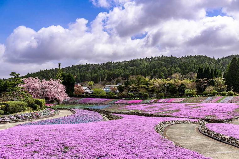 花のじゅうたん 芝桜