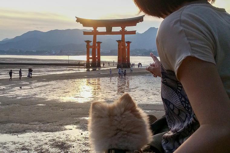嚴島神社の夕暮れ