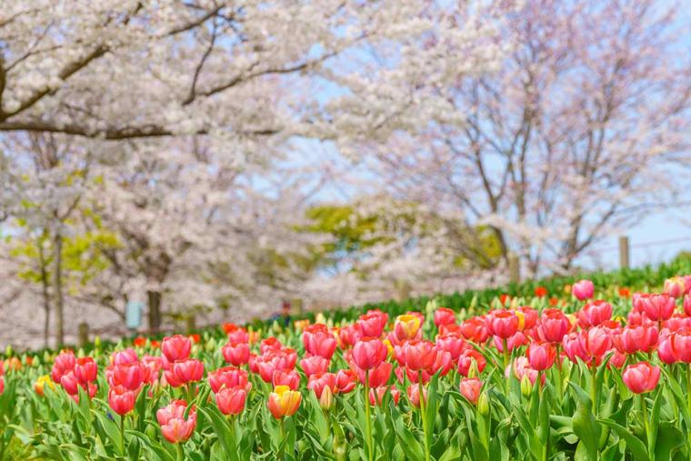万博記念公園
