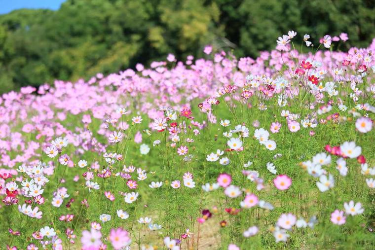 万博記念公園