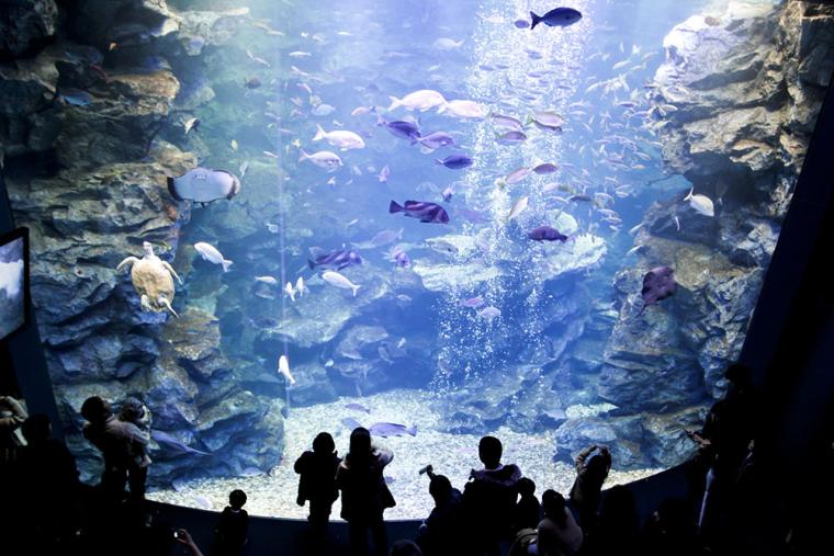 京都水族館