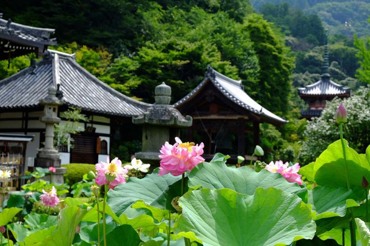 三室戸寺 蓮