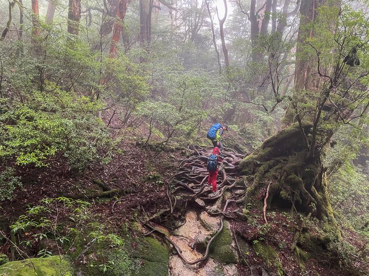 屋久島 縄文杉トレッキング