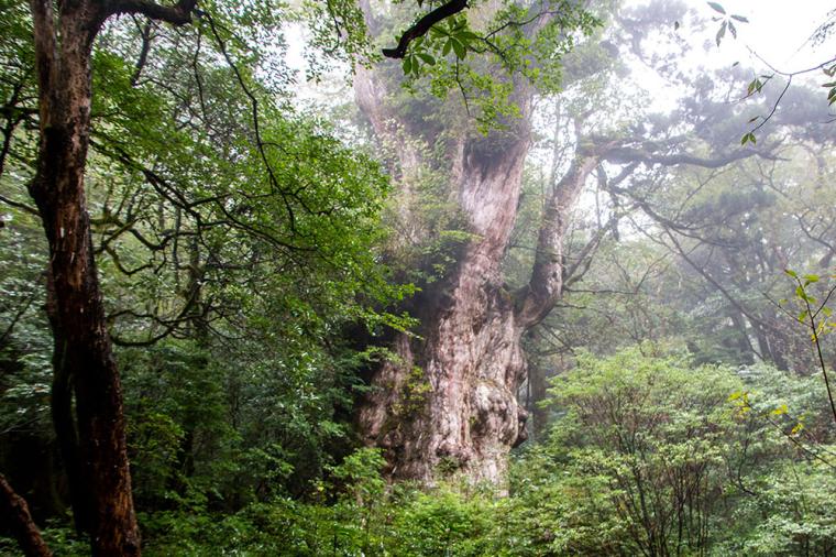 屋久島 縄文杉