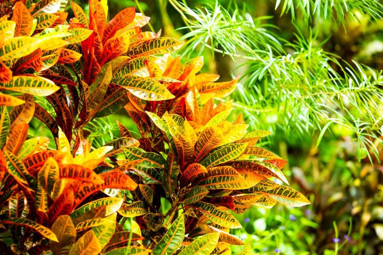 由布島の植物