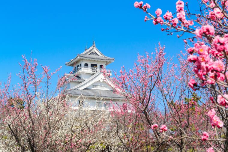豊公園の梅林