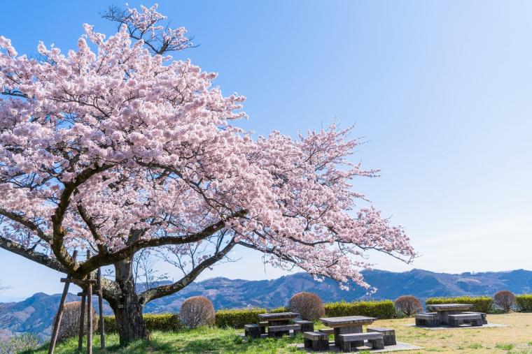美の山公園