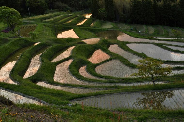 大山千枚田
