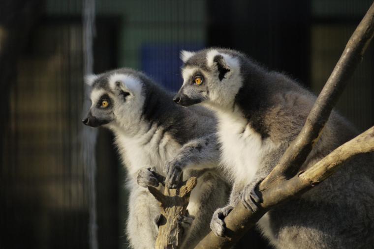夢見ヶ崎動物公園