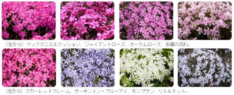富士芝桜まつりの芝桜