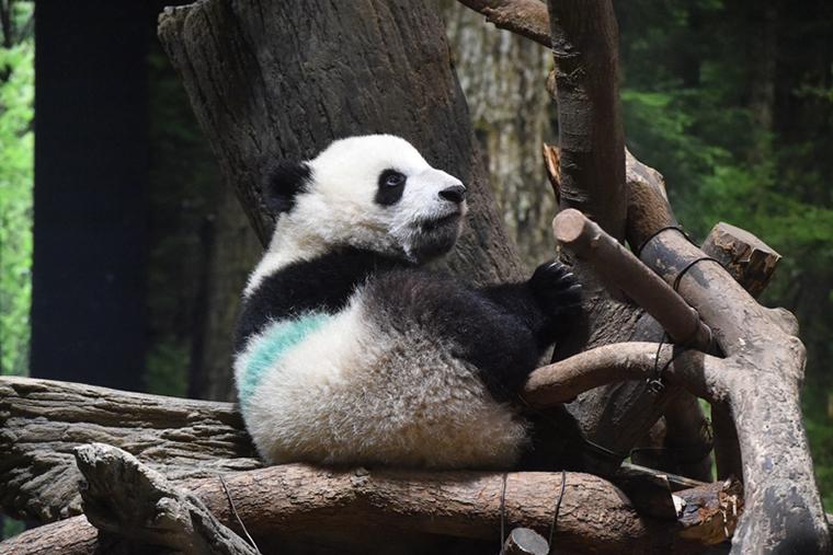 上野動物園　双子の赤ちゃんパンダ