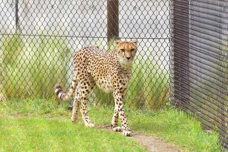 千葉市動物公園