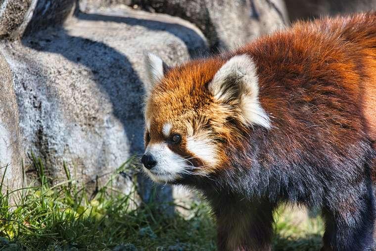天王寺動物園