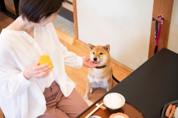 ホテル内の食事処「ひまわり」では愛犬と一緒に食事ができます