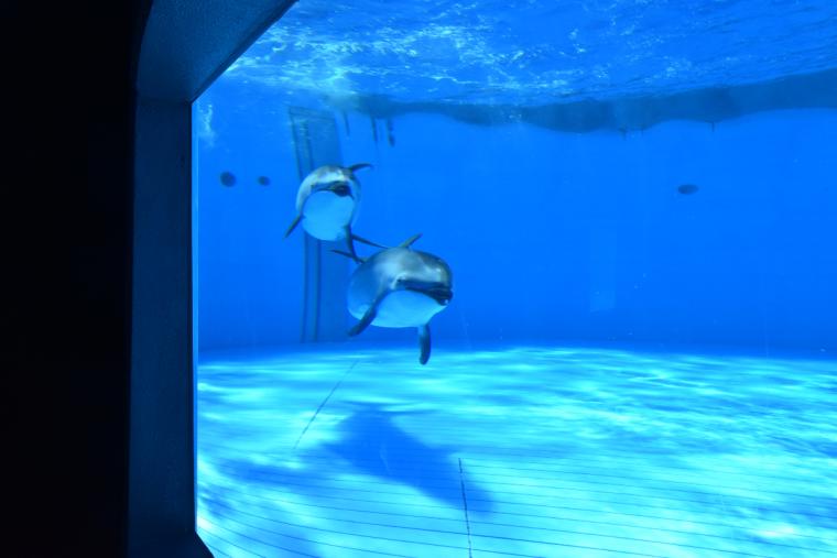 バンドウイルカの水槽